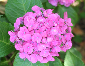 二中の紫陽花が見頃です